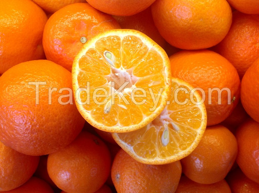 Fresh Valencia And Naval Oranges