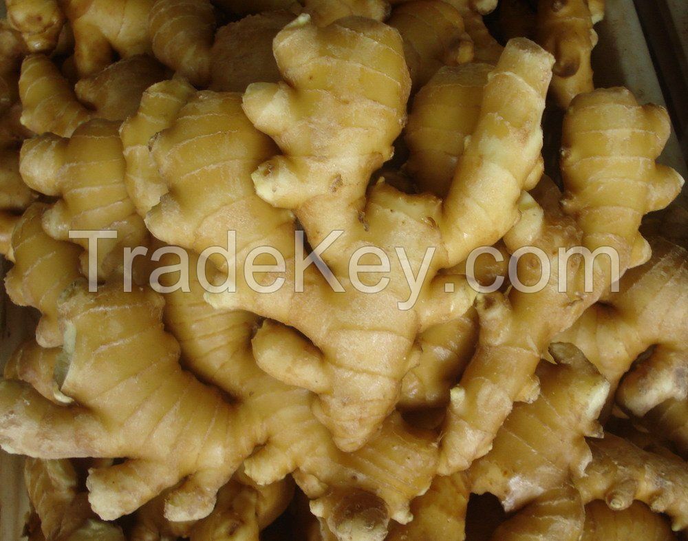 Fresh Ginger For Sale