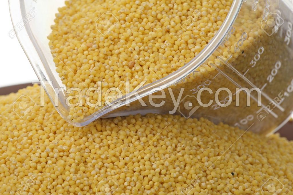 Yellow Millet