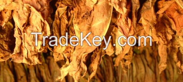 High quality Tobacco Leaf