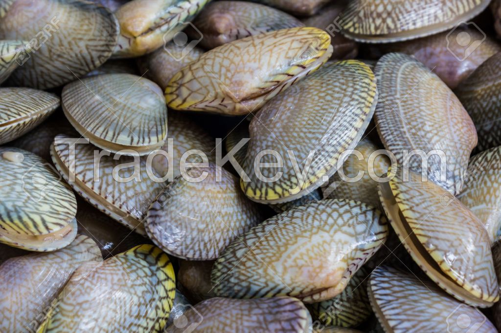 High quality surf clam