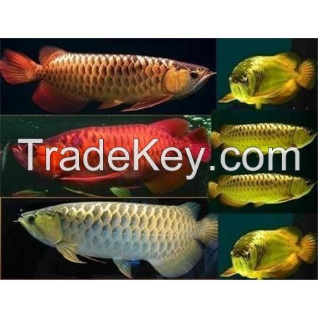 Grade A Arowana Fishes