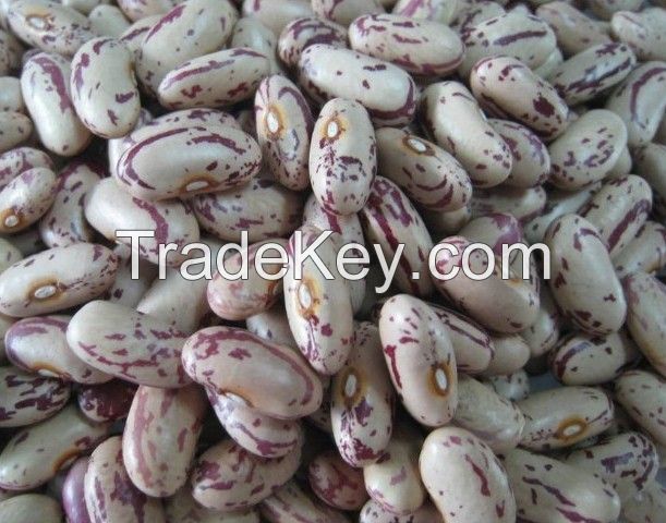 Light Speckled Kidney Bean Sugar Beans Pinto Beans