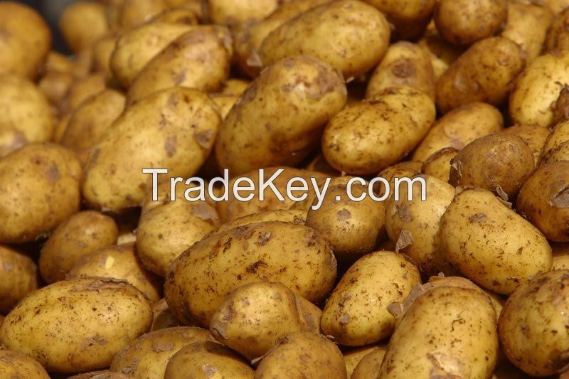 Fresh Potatoes