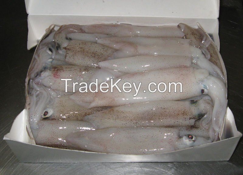 Quality  Frozen Squid