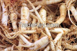 Ginseng Root Extract/Ginseng Extract/Ginseng Extract Powder/Ginseng Oil /Ginseng Powder