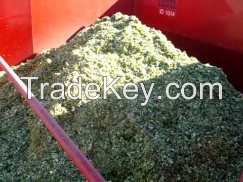 Grade A Yellow Corn Silage