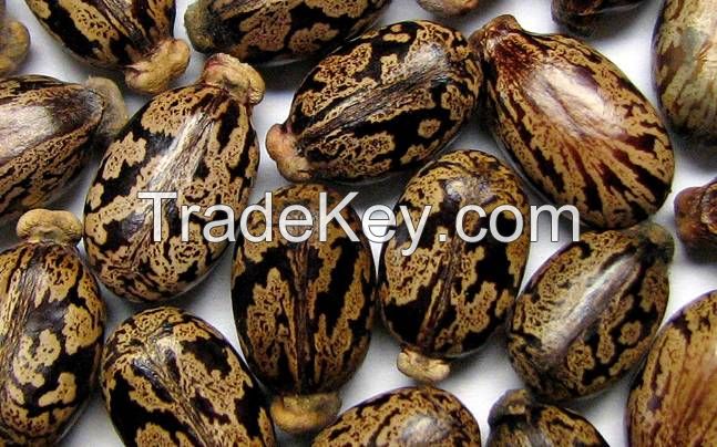 Grade A Castor Seed and Castor Oil For Sale