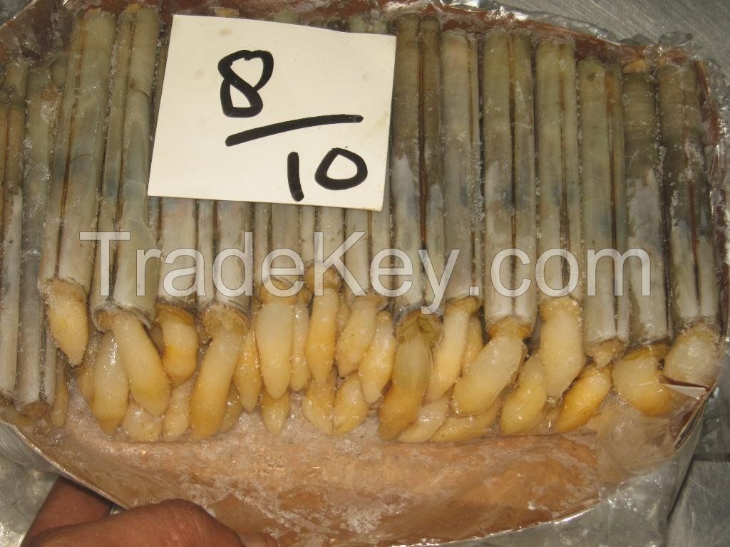 Frozen Razor Clams Whole / Canned Razor Clams Whole