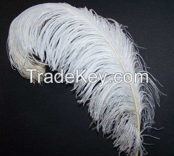 Ostrich Feathers