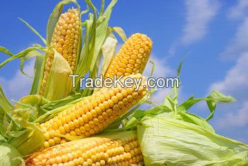 yellow corn