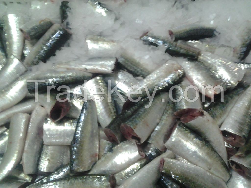 FROZEN SARDINES HGT