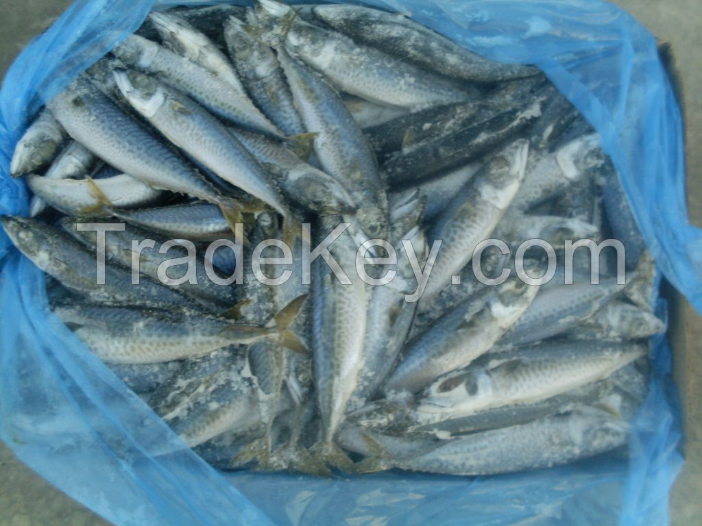 FROZEN MACKEREL scomber colias whole round