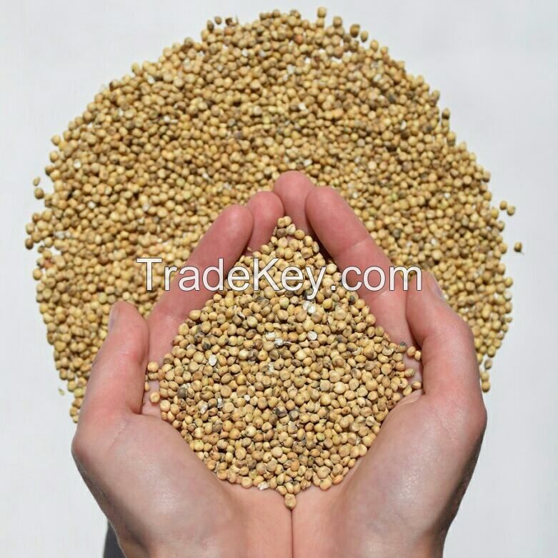 White Sorghum for Human and animal consumption crop 2017
