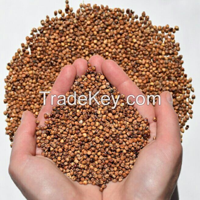 Red Sorghum for Human and animal consumption crop 2017