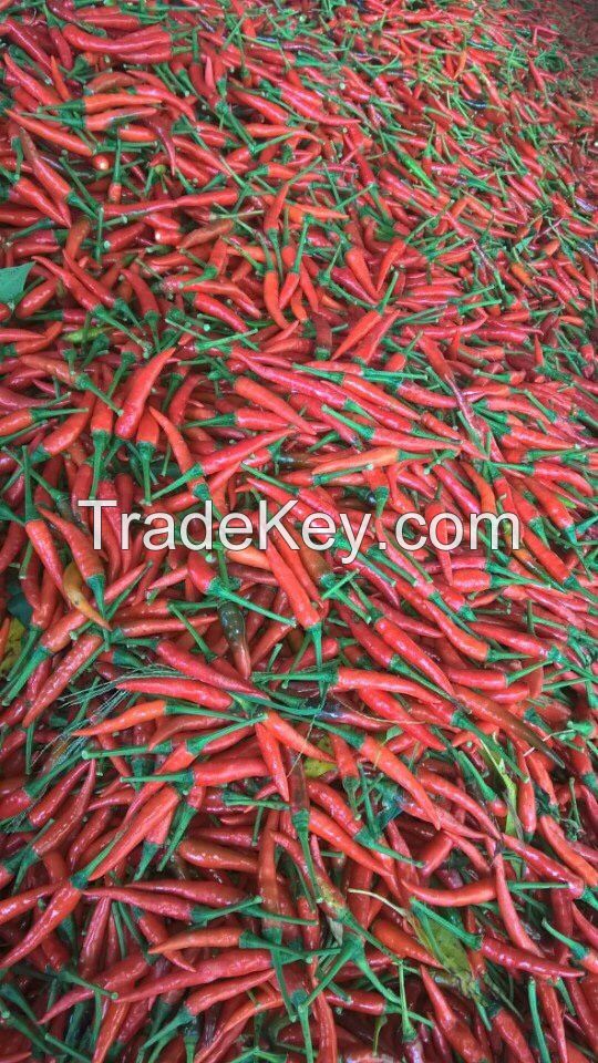 Fresh Chilli Good Price