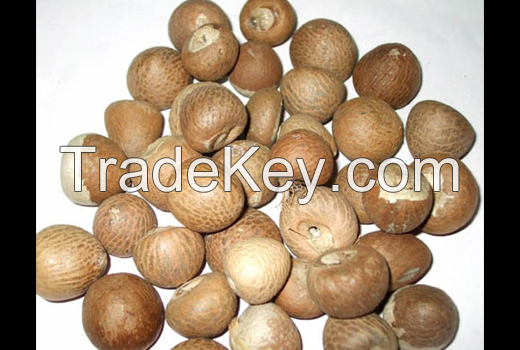 Betel nut, Areca nut from Vietnam good quality