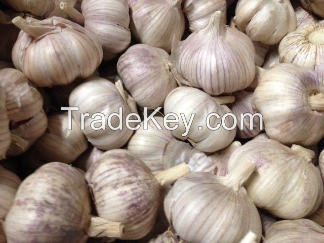 Peeled/Unpeeled Fresh Organic Garlic