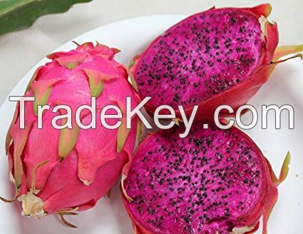 Premium Grade Fresh Red Dragon Fruit