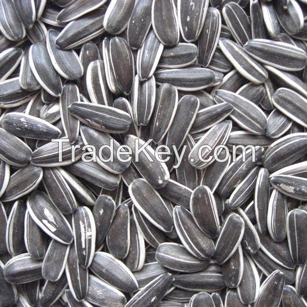 black striped sunflower seeds kernel 363 361 601 5009 3638 3939 1121