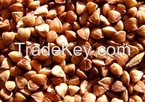 Buckwheat for Sale