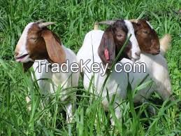 Healthy Boer Goats for sale