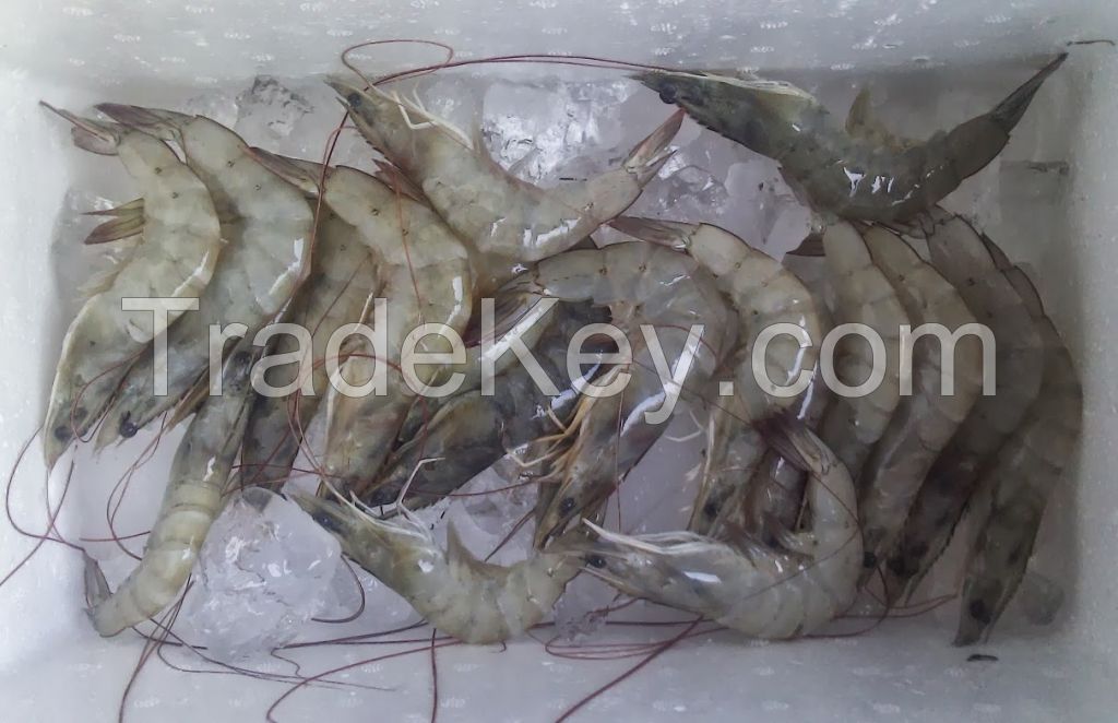 Vannamei Shrimp