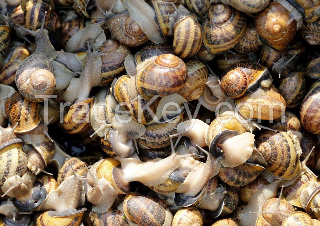 Helix Aspersa Snails