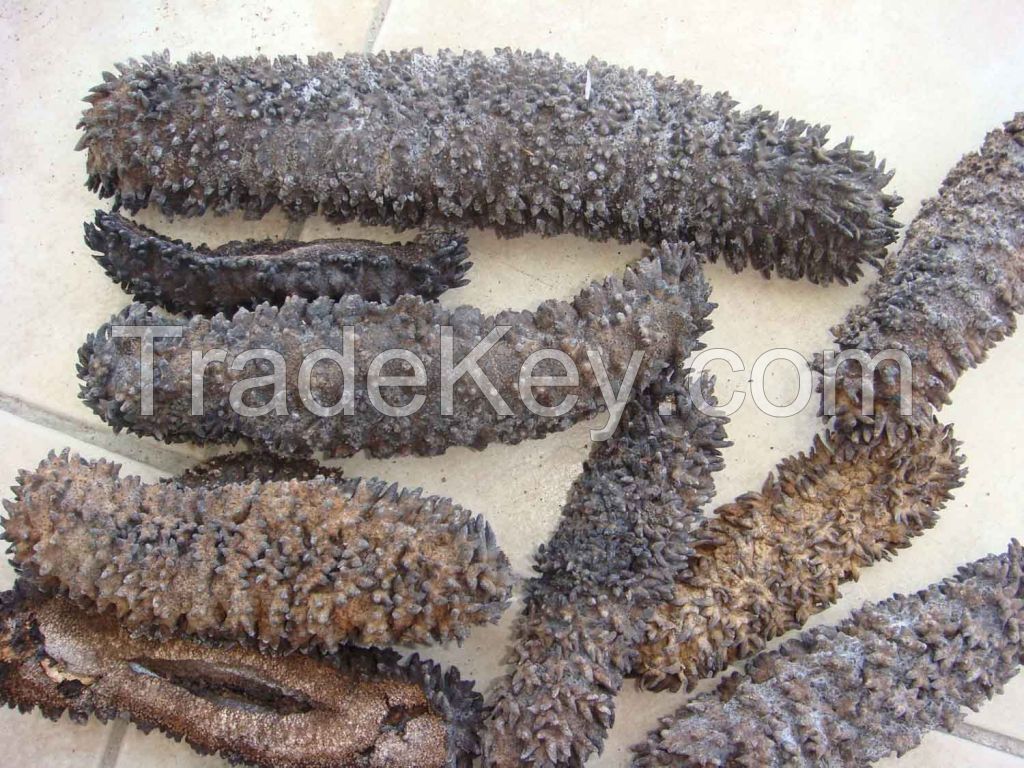 Dried Sea Cucumber