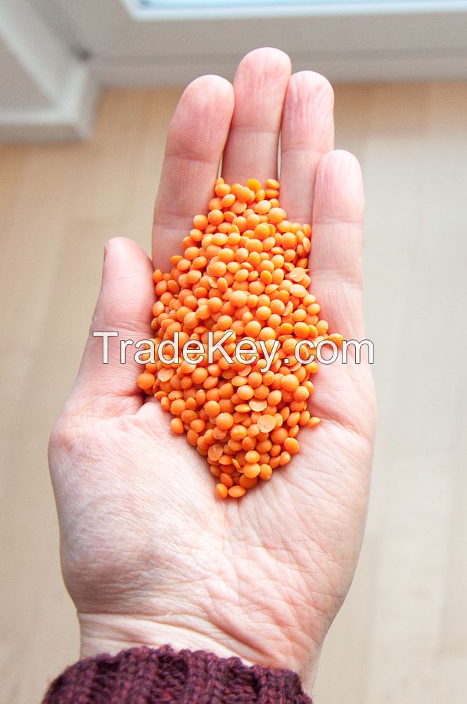 Cheap Canadian whole Red lentils