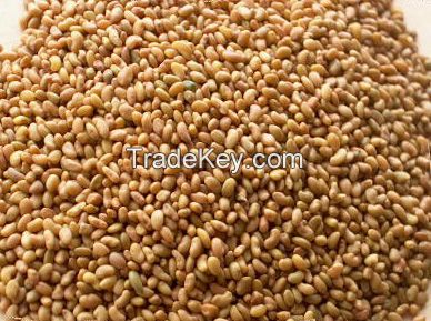 Top Quality Alfalfa Seeds