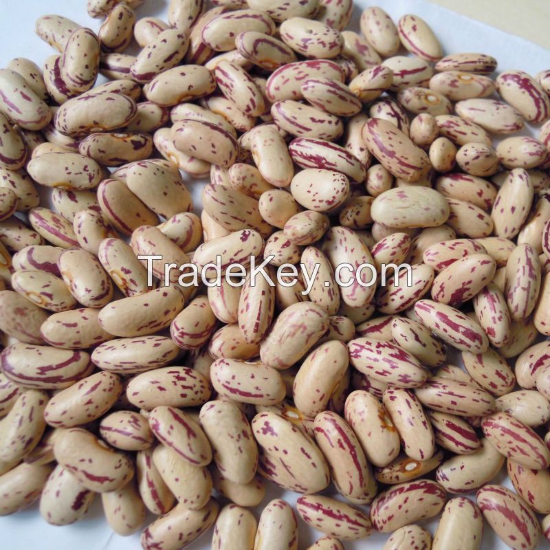 New Crop Dry Long Shape Pinto Beans