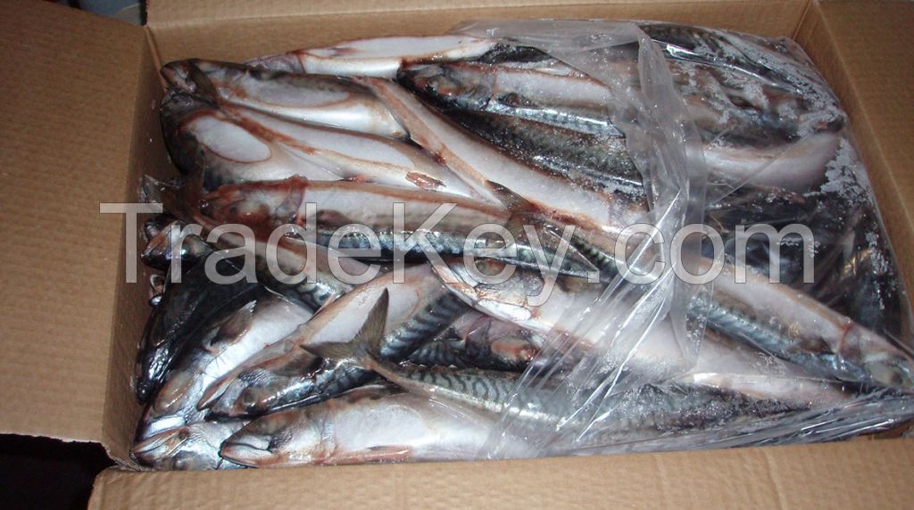 Quality Frozen Anchovy Fish for sale