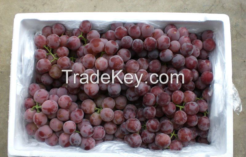 New Crop Fresh Seedless Grape Red Globe Grapes