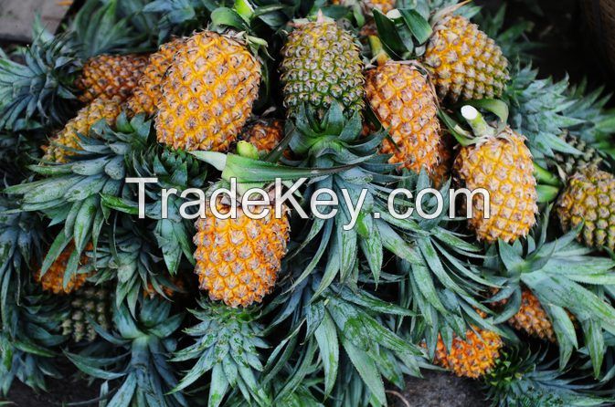 Fresh Pineapples for sale