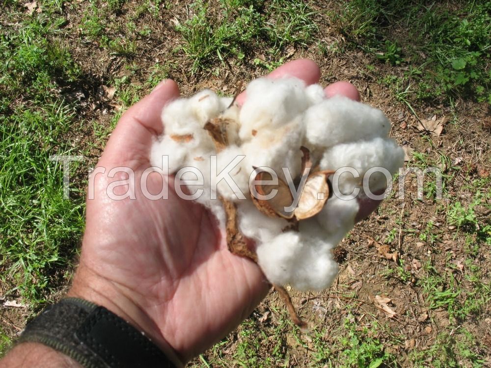 Premium Grade A Raw Cotton In Bales