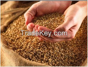 Quality Wheat, best prices on the market.