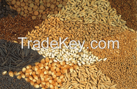 Grains, pulses and oil seeds