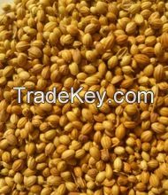 Coriander seeds