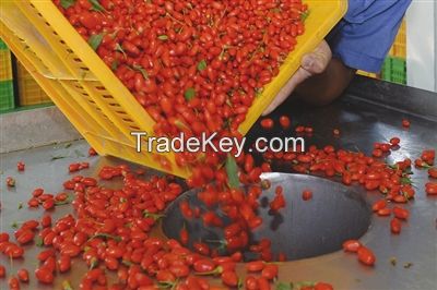 Goji berry dried fruit/Gouqi zi, Dried wolfberry, Chinese wolfberry/Boxthorn/Lycium barbarum, Ningxia Nutritious Dried Goji berries