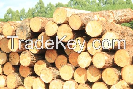 Sell TAEDA and ELLIOT PINE Logs and Chips