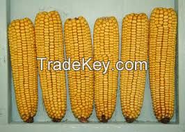 Natural Yellow Dried Maize / Corn
