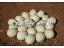 Ostrich chicks and fertile Ostrich eggs for sale