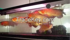 Super Red Arowana Fish / 24 K Golden Arowana Fish / Flowerhorn Fish