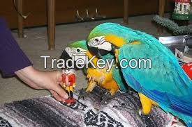 Birds / Parrots And Fertile Hatching Parrot Eggs Available For Sale