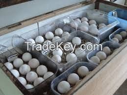 Live Parrots and Fertile Hatching parrot Eggs for sale