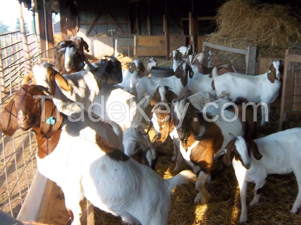100% Full Blood Boer Goats, Live Boer Goats Ready For Export