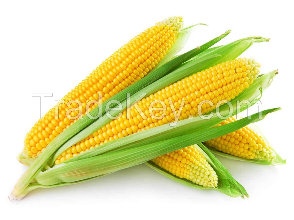 High Quality Yellow Corn Exporter