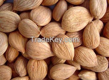 QUALITY ALMOND NUTS FOR SALE