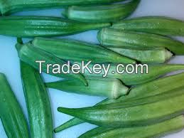 High Quality Fresh Organic Okra VGO001